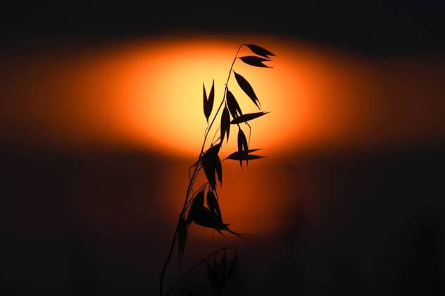 Russia Agriculture 8252548 13.08.2022 A view shows an ear of oats during sunset on a field in the south of Krasnoyarsk region, Russia. Ilya Naymushin Sputnik Moscow Russia  Copyright: xIlyaxNaymushinx