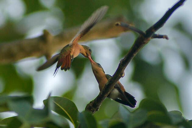 August 13, 2022, Merida, Mexico City, Mexico: August 13, 2022, Merida, Mexico: Cinnamon Hummingbird (Amazilia rutila) feeding her young. on August 13, 2022 in Merida, Mexico. Merida Mexico - ZUMAe321 20220813_zia_e321_008 Copyright: xMarianaxGutio Rrez EyepixxGroux