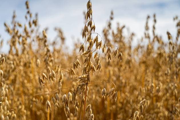 Abgereifte, goldgelbe Haferähren vor blassblauem Himmel, Symbolfoto. Hafer wurde historisch vor allem als Pferdefutter oder für den menschlichen Verzehr z.B. in Form von Haferflocken angebaut. Aktuell gewinnt der Haferanbau zunehmend als Grundstoff für vegane Hafermilchdrinks an Bedeutung. Landwirtschaftliches Symbolfoto. Insel Fehmarn Schleswig Holstein Deutschland *** Matured, golden-yellow oat ears against a pale blue sky, symbol photo Oats were historically grown primarily as horse feed or for human consumption, e g in the form of oat flakes Currently, oat cultivation is gaining in importance as a basic ingredient for vegan oat milk drinks Agricultural symbol photo Fehmarn Island Schleswig Holstein Germany