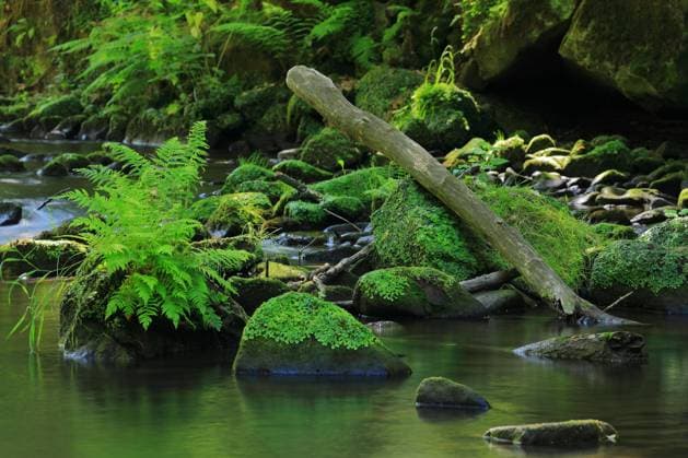 Bachlauf, Wasser, Wurmfarn (Dryopteris filix-mas), Echte Farne (Polypodiopsida), Liebethaler Grund, Wesenitz, Sachsen, Deutschland, Europa *** stream, Water, Wurmfarn Dryopteris Filix MAS , Real Ferns Polypodiopsida , Liebethaler Reason, essence, Saxony, Germany, Europe Copyright: imageBROKER WolfgangxVeeser ibxwve08439847.jpg