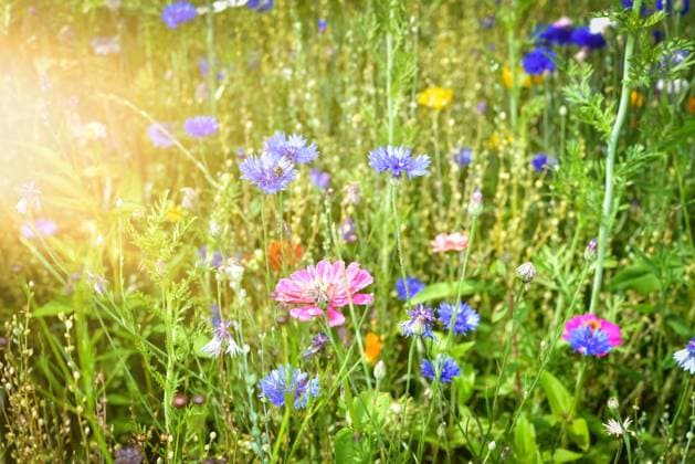Blühende Wildblumen auf einer Wiese - Nahaufnahme Maßnahmen zur Verbesserung der Biodiversität und Pflanzenvielfalt im Ackerbau, Landwirte säen Wildblumenmischungen an Feldrändern und speziell dafür liegengelassenen Freiflächen aus. Landwirtschaftliches Symbolfoto. Region Weser-Ems Niedersachsen Deutschland *** Blooming wildflowers in a meadow Close-up Measures to improve biodiversity and plant diversity in arable farming, farmers sow wildflower mixtures on field margins and open spaces left specifically for this purpose Agricultural symbol photo Region Weser Ems Lower Saxony Germany