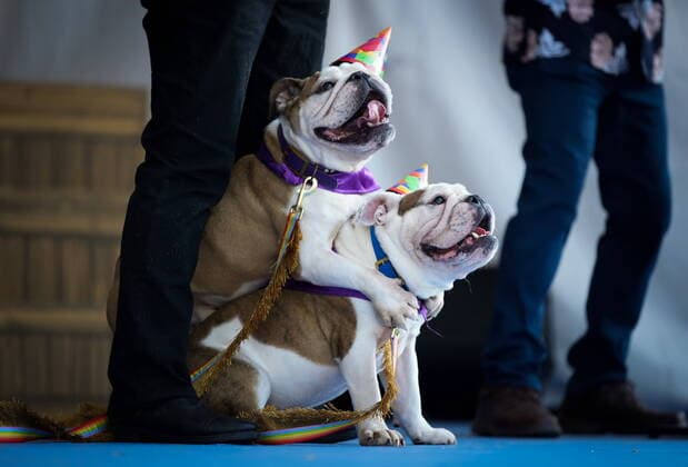 Entertainment Themen der Woche KW33 Entertainment Bilder des Tages August 18, 2022, VANCOUVER, BC, CANADA: Dogs that take part in the SuperDogs performances stand on stage during a media preview for the Pacific National Exhibition, which runs from Aug. 20 to Sept. 5, in Vancouver, on Thursday, August 18, 2022. VANCOUVER CANADA  - ZUMAc35_ 20220818_zaf_c35_024 Copyright: xDarrylxDyckx