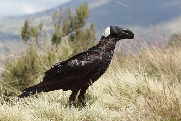 Creative Highlights World Thick-billed Raven, Ethiopia, Africa , 17115692.jpg, Raven, Ethiopia, Africa, Thick-billed Raven, bird, animal, nature, corvus crassirostris, fauna, travel, tourism, outdoor, wildlife, semien mountains,