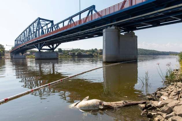 Germany, Uckermark, Schwedt Oder, fish kill in the Oder, dead catfish, 16 08 2022