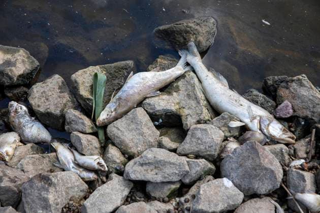 Germany, Uckermark, Schwedt Oder, fish mortality in the Oder, dead zander, 16 08 2022