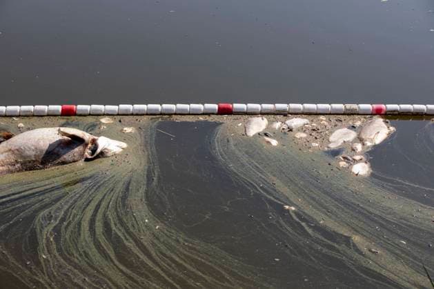 Germany, Uckermark, Schwedt Oder, fish kill in the Oder, dead fish, 16 08 2022