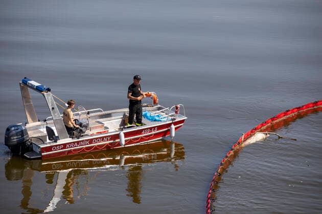 Germany, Uckermark, Schwedt Oder, fish kill in the Oder, dead fish, 16 08 2022