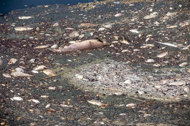Germany, Uckermark, Schwedt Oder, fish kill in the Oder, dead fish, 16 08 2022