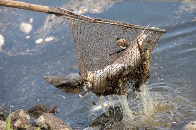 Germany, Uckermark, Schwedt Oder, fish die in the Oder, fisherman Helmut Zahn takes dead fish out of the Oder, 16 08 2022
