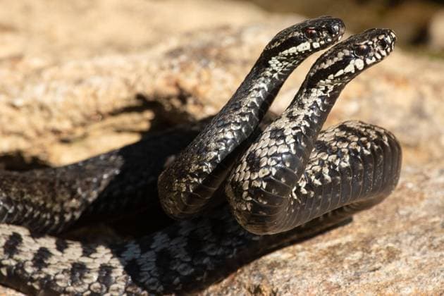 Kreuzotter zwei Schlangen bei Kommentkampf auf Stein verschlungen hochstehend von vorne rechts sehend *** Common Viper Two Snakes at Kommentkampf at Stone devoured high standing from front right seeing Copyright: imageBROKER/LudwigxWerle ibxluw08462489.jpg