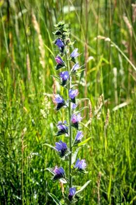 Gewöhnlicher Natternkopf ( Echium vulgare ). Gewöhnlicher Natternkopf ( Echium vulgare ). 20220618MIC0016 *** Common vipers bugloss Echium vulgare Common vipers bugloss Echium vulgare 20220618MIC0016