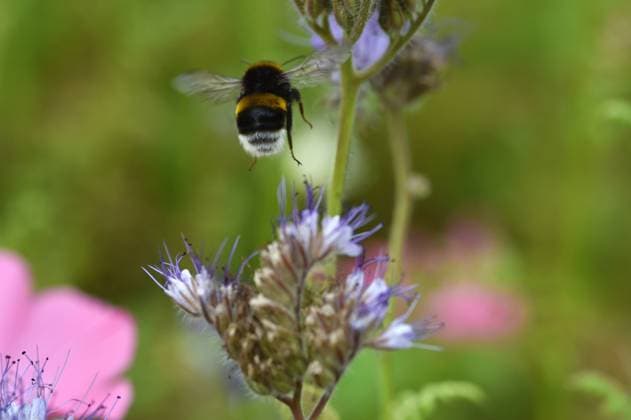 Hummel fliegt über Schmetterlingswiese *** Hummel flies via butterfly meadow 1038804796