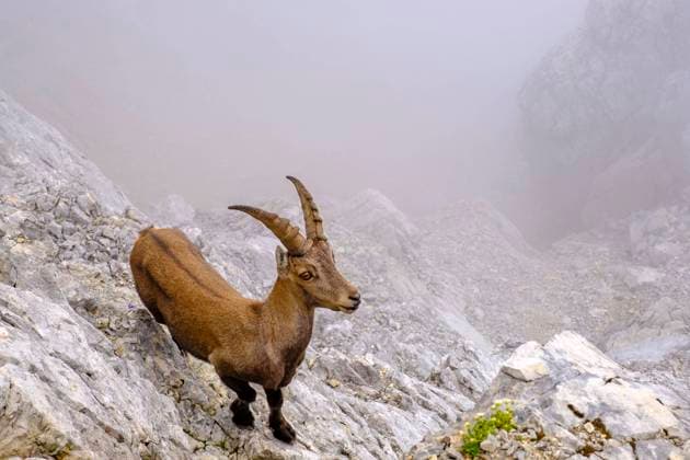  Creative Highlights World Steinbock (Capra ibex), Watzmann, Berchtesgadener Alpen, Nationalpark Berchtesgaden, Schönau am Königssee, Berchtesgadener Land, Bayern, Deutschland, Europa *** Capricorn Capra IBEX , Watzmann, Berchtesgadener Alps, National Park Berchtesgarden, Schönau on Koenigssee, Berchtesgadener Country, Bavaria, Germany, Europe Copyright: imageBROKER/HerbertxBerger ibxheb08484798.jpg