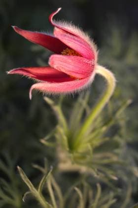the image shows a beautiful red pasque flower - pulsatilla , 2954933.jpg, alpengarten, blossom, blossoms, botany, common, decorative flower, drug, early bloomer, flora, floral, florid, flower, flowerbed, garden, gartenblume, gentle, giftpflanze, healing herb, heelflip, homeopathy, kuhschelle, medicine, nature, ornamental plant, pasqueflower, plant, pulsatilla, red, spring, spring flower, toxicology, vulgaris,