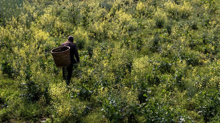 IMAGO Creative: UN Welt-Habitat-Tag am 3. Oktober Chongqing rural revitalization China, 07 04 2022, Copyright: xViewxStockx, 236-0011740.jpg, Outside, the sky, the natural environment, trees, the sunrise, agriculture, planting, field, dawn, arable land, China, mountain, green, fog, farm, landscape, countryside, terraced fields, crops, mountains, in the morning, plants, nature, landscape, natural, reserve, cultivation, unmanned, east Asia, beautiful scenery, terrain, pastoral, scenery, looking down, physiognomy, natural phenomena, growth, and photography, halcyon, sunlight, resorts, color images, the day, the level of composition, Chinese culture, plantations, physical geography, Asia, high Angle, tourist destination, remote, natural beauty, light effect, scenery, travel, geographical locat Copyright: xViewxStockx