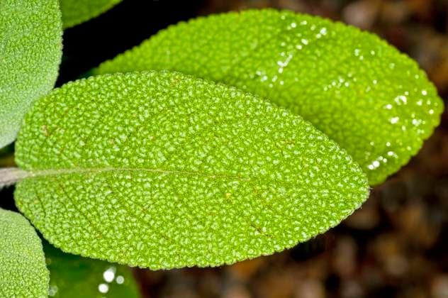 sage, Salvia officinalis , 34220616.jpg, aromatic, background, black, botanical, botany, closeup, cooking, culinary, cultivated, drug, fresh, freshness, garden, gardening, garnish, green, grow, health, healthy, herb, herbal, horticulture, houseplant, ingredient, isolated, leaf, medicine, natural, nature, plant, sage, salvia, scented, seasoning, shot, spice, spicy, taste, tasty, tea, white