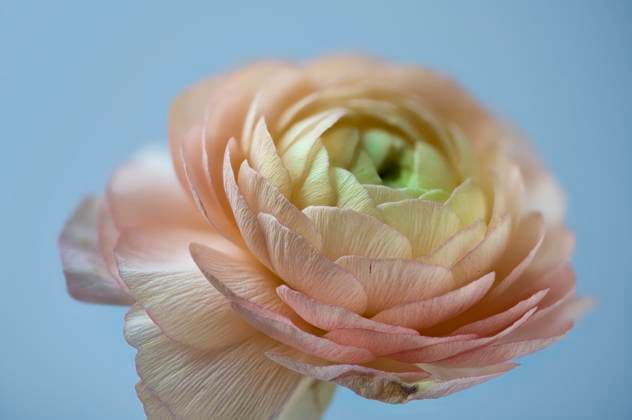 asiatischer hahnenfuß,floristen-ranunkel,riesenranunkel,topfranunkel *** persian buttercup 2yo-gfk