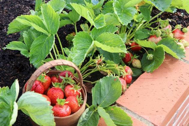 IMAGO Creative: Garten, Anbau im Hochbeet ernte,erdbeeren,ernten,erdbeere *** harvest,strawberries,harvests,strawberry 4pk-fna