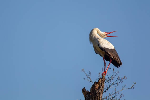 weißstorch,balzen,klappern,paarungszeit,klapperstorch,klapperstörche,storch,störche,weissstorch,weissstörche,weißstörche,balz,paaren,paarung *** white stork,mating,rattle,mating season,white storks,rattles,mating seasons j0w-ht7