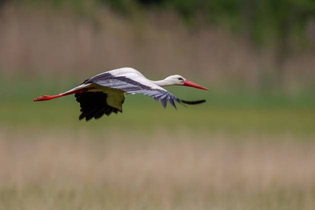 fliegen,weißstorch,flug,homonym,klapperstorch,klapperstörche,storch,störche,weissstorch,weissstörche,weißstörche *** flying,white stork,fly,to fly,white storks j0w-huc