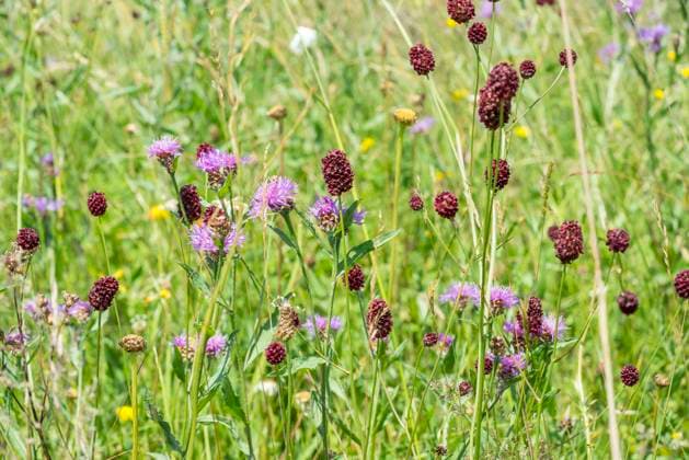 großer wiesenknopf *** great burnet n9a-onu