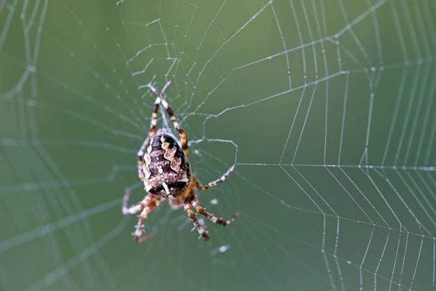 spinnennetz,kreuzspinne,spinnengewebe,spinngewebe,spinnweben,araneus *** spider web,garden spider,spider webs,garden spiders y07-hm1