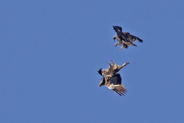 Creative Highlights World Steinadler, Stein-Adler (Aquila chrysaetos), Steinadler im Flug attackiert einen Bartgeier im Jugendkleid, Italien, Gran Paradiso Nationalpark golden eagle (Aquila chrysaetos), golden eagle in flight attacks a juvenile bearded vulture, Italy, Gran Paradiso National Park BLWS672816 *** golden eagle, Stone Adler Aquila chrysaetos , Golden eagle at Flight attacked a Bearded Vulture at youth dress, Italy, Gran Paradiso National Park Golden Eagle Aquila chrysaetos , Golden Eagle in Flight Attacks a Juvenile bearded vulture, Italy, Gran Paradiso National Park BLWS672816 Copyright: xblickwinkel M.xWoikex