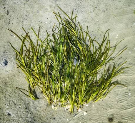 Creative Highlights World 2022-09-06 11:47:22 GRIEND - A landscaped seagrass field near Griend. Rijkswaterstaat had 700,000 seagrass seeds sown in the Wadden Sea in the spring. Seagrass beds are among the most productive ecosystems in the world, but had almost completely disappeared in the Netherlands. ANP SIESE VEENSTRA netherlands out - belgium out *** 2022 09 06 11 47 22 GRIEND A landscaped seagrass field near Griend Rijkswaterstaat had 700,000 seagrass seeds sown in the Wadden Sea in the spring Seagrass beds are among the most productive ecosystems in the world, but had almost completely disappeared in the Netherlands ANP SIESE VEENSTRA netherlands out belgium out  Copyright: xx x454171010x originalFilename: 454171010.jpg