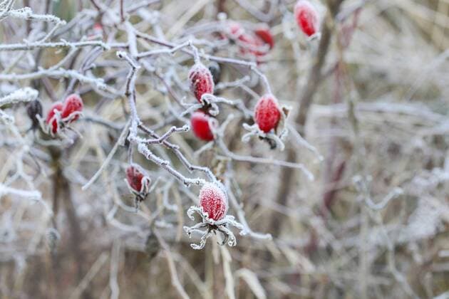 Creative Highlights World Frosted red rose hips in the garden. Winter landscape. Frosty morning  BEW1DFB2B27