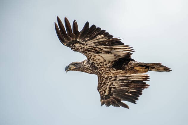 Waterfowl And Bald Eagles In Ohio A juvenile bald eagle is seen near a wetland area on Wednesday, September 7, 2022 in Cleves, Ohio, USA. Cleves, OHIO Ohio United States  Copyright: xJasonxWhitmanx originalFilename: whitman-waterfow220907_nps58.jpg
