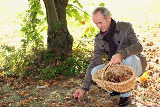 IMAGO Creative: Herbst, Kastanien sammeln Man collecting chestnuts, model released, , 5654472.jpg, _ M_Meriot_Christian_211010, 60-65, Caucasian, Saturday, Sunday, autumn, basket, bur, burr, chestnuts, collect, collecting, fall, floor, forest, gather, gathering, grass, leaves, living, man, matter, organic, osier, outdoors, outside, pick, picking, prick, prickly, retired, retiree, retirement, select, selecting, squat, squatting, tree, trunk, undergrowth, underwood, weekend, white, wicker, woodlands, woods, years,