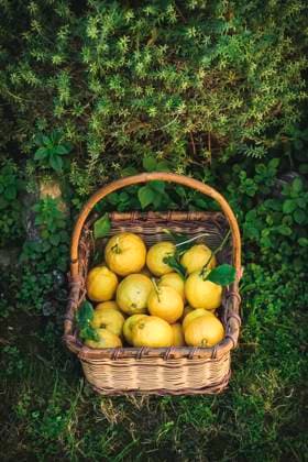 Freshly picked lemons in a basket A lemon basket Copyright: xDanaexKarachalioux DK200221-21