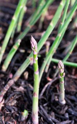 Asparagus spears growing in a burned patch. Asparagus spears growing in a burned patch. Copyright: xVickixValex VV191021-1