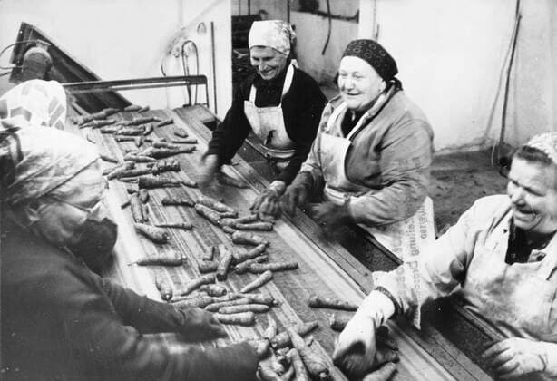DDR, Sachsen, historisch, Wirtschaft, Landwirtschaft, LPG: Königswartha, Kreis Bautzen, Vermarktung der geernteten Möhren, 18.09.1978. Veröffentlichung in Sächsische Zeitung am 28.09.1978: Gute Möhren bergeweise ... erntet die KAP Königswartha, Kreis Bautzen, mit Spezialkombines vom Typ EM 11. Mit nur zwei Arbeitskräften bewältigt die Maschine täglich bis zu 0,8 Hektar. Mühevolle Handarbeit in diesem Bereich gehört damit der Vergangenheit an. Auf 113 Hektar Anbaufläche sind den Königswarthaern dieses Jahr gute Erträge von 400 bis 500 dt ha herangewachsen, wovon rund 300 dt als Handelsware dienen. Ein Ergebnis, das sich sehen lassen kann. Nur wenig beschädigt kommen die Mohrrüben zur Vermarktungsstation, wo die Frauen der KAP und viele Sai Copyright: xSZ WaltrautxKossackx