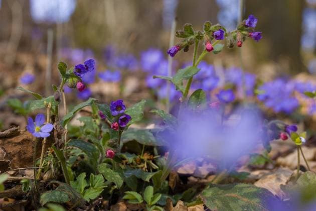 Echtes Lungenkraut, Geflecktes Lungenkraut (Pulmonaria officinalis), bluehend am Waldboden, Deutschland Common lungwort (Pulmonaria officinalis), blooming on the forest ground, Germany BLWS673173 *** Real lungwort, Spotted Lungwort pulmonaria officinalis , blooming on forest floor, Germany Common Byline pulmonaria officinalis , blooming ON The Forest ground, Germany BLWS673173 Copyright: xblickwinkel W.xWillnerx