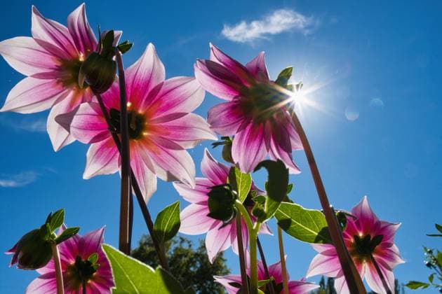 Dahlien unter der Sonne *** Dahlias under the sun