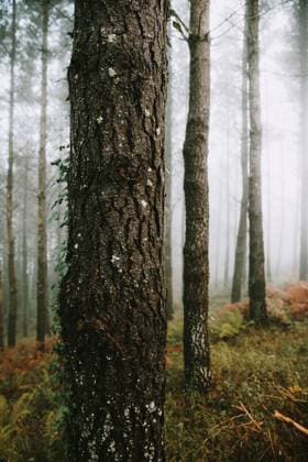 IMAGO Creative: UN Welt-Habitat-Tag am 3. Oktober Landscape Photography Of Autumn Trees With Fog In Spanish Forest LeireUnzueta_FoggySpanishForests_3 Copyright: xLeirexUnzuetax Model Released