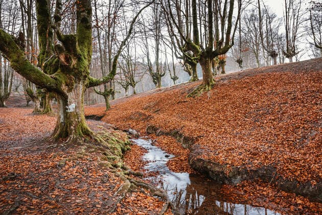 IMAGO Creative, Jahreszeit Herbst auf dem Land Landscape of a beech in the Basque Country MarcosOsorio_BasqueCountry_78 Copyright: xMarcosxOsoriox Model Released