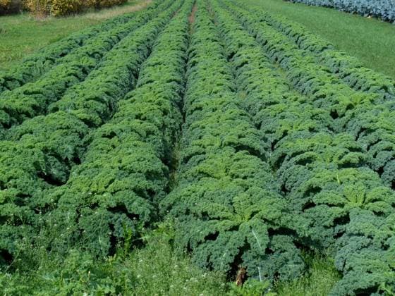 Gruenkohlreihen ohne Ende - im Spaetherbst und Winter kommt die Erntezeit fuer dieses wertvolle Gemuese Gruenkohlreihen ohne Ende *** Green cabbage rows without end in late autumn and winter comes the harvest time for this valuable vegetable Green cabbage rows without end