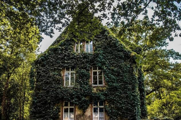  Ivy on a House Facade, House overgrown with ivy on a facade with windows on a summer day, House overgrown with ivy on a facade with windows on a summer day, 26.06.2022, Copyright: xColourx Panthermedia31568212.jpg