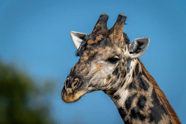  Close-up of southern giraffe beneath blue sky, Close-up of southern giraffe beneath blue sky, Close-up of southern giraffe beneath blue sky, 20.08.2022, Copyright: xnickdalex Panthermedia31722540.jpg