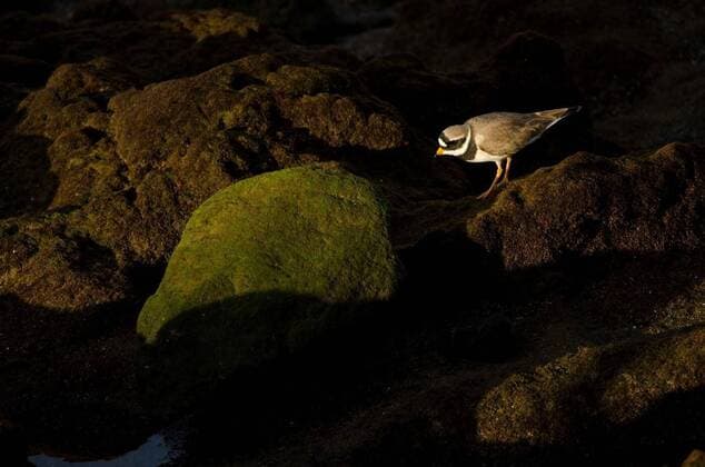  IMAGO Creative: UN Welt-Habitat-Tag am 3. Oktober Common ringed plover., Common ringed plover Charadrius hiaticula. Arinaga Beach. Aguimes. Gran Canaria. Canary Islands. Spain., Common ringed plover Charadrius hiaticula. Arinaga Beach. Aguimes. Gran Canaria. Canary Islands. Spain., 01.09.2022, Copyright: xEuphorbia72x Panthermedia31796683.jpg