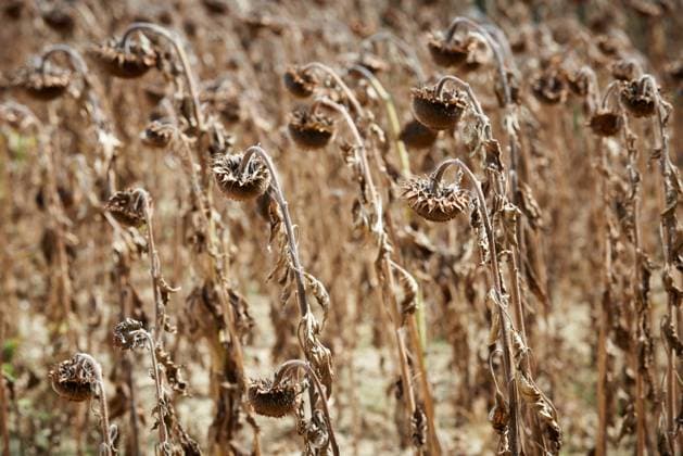 Historical Drought In France: Drop In Yields Of Sunflower Crops A dry sunflowers field in Bram, France. Due to a drought not seen in more than 500 years in Europe, yields are falling or are lost in France. Even sunflowers are dying in the fields due to the of rain. The french production of sunflowers will be 2.9% less than in 2021 but on a surface area 22.5% more than in 2021. At equal surface area, the production will be 24% lower than in 2021. Bram (near Toulouse), in Aude, France, on September 19th 2022. Bram France  Copyright: xAlainxPittonx originalFilename: pitton-notitle220908_npmGn.jpg