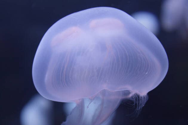 Creative Highlights World Closeup photo of a bluish jellyfish on dark-blue background , 1819517.jpg, animal, aquarium, aquatic, background, beautiful, blue, color, colorful, creature, dark, deep, environmental, fish, glow, glowing, jelly, jellyfish, life, light, marine, medusa, nature, nobody, ocean, pattern, peaceful, pink, round, sea, shape, tank, toxic, transparent, tropical, underwater, water, wildlife, zoo,
