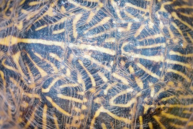 Creative Highlights World Pattern on the carapace or dorsal shell of an Ornate or Western Box Turtle, Terrapene ornata. Copyright: xJonxG.xFullerx 5284-JGF-reptile-Ornate Box Turtle-US-UT