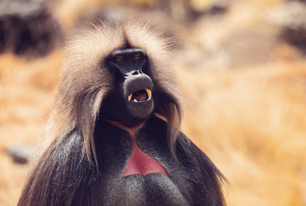 Creative Highlights World big male of endemic animal Gelada monkey with opened mouth showing teeth. Theropithecus gelada, in Ethiopian natural habitat Simien Mountains, Africa Ethiopia wildlife , 27959366.jpg, mountains, landscape, eyes, close, wilderness, grassland, furry, creature, blood, tooth, eater, grass, heart, bleeding, head, grazing, face, exotic, large, impressive, eye, big, african, endemic, outdoor, national, highland, fur, rare, ape, park, closeup, portrait, hair, adult, simien, primate, male, theropithecus, wild, wildlife, nature, mountain, africa, mammal, monkey, baboon, animal, gelada, ethiopia,