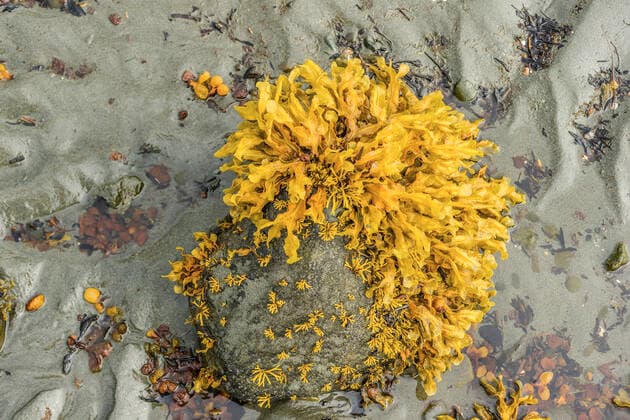 Creative Highlights World Gelbe Algen wachsen an der Küste auf Steinen. Lochbuie, Isle of Mull, Schottland, Grossbritannien. Am Strand wachsen Algen auf Stein *** Yellow seaweed growing on stones on the coast Lochbuie, Isle of Mull, Scotland, United Kingdom Seaweed growing on stone on the beach