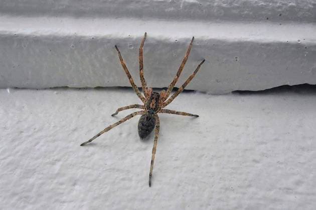 Nosferatu-Spinne, Nosferatu Spinne (Zoropsis spinimana), an der Hauswand, Deutschland, NRW Zoropsis spinimana (Zoropsis spinimana), on the wall, Germany, North Rhine-Westphalia BLWS673693 *** Nosferatu Spider, Nosferatu Spider Zoropsis spinimana , to the Housewall, Germany, NRW Zoropsis spinimana Zoropsis spinimana , ON The wall, Germany, North Rhine Westphalia BLWS673693 Copyright: xblickwinkel fotototox