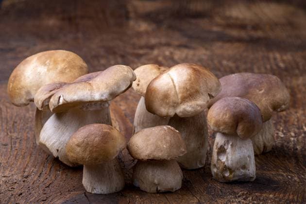 Steinpilze auf rustikalem Holz *** Porcini mushrooms at rustic Wood 1035309891