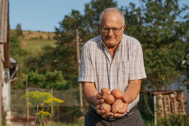 Senior farmer showing potatoes standing at back yard on sunny day model released, Symbolfoto property released, OSF00879